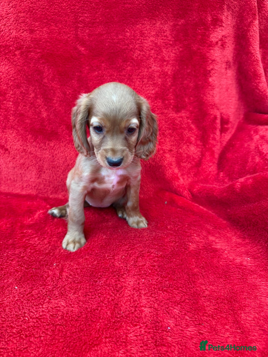 Cocker Spaniel dogs for sale: Working cocker spaniel puppies - Only 3x pups left - Image 20