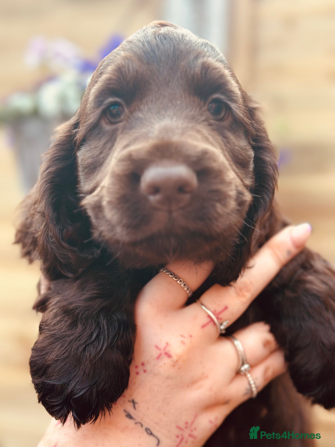Cocker Spaniel dogs for sale: Health tested cocker spaniel puppies - Image 1