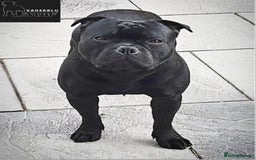 Staffordshire Bull Terrier dogs for stud: Mr T Champion sired Stud Blue gene 🧬 - Image 4