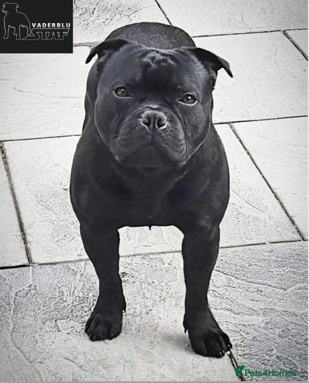 Staffordshire Bull Terrier dogs for stud: Mr T Champion sired Stud Blue gene 🧬 - Image 4