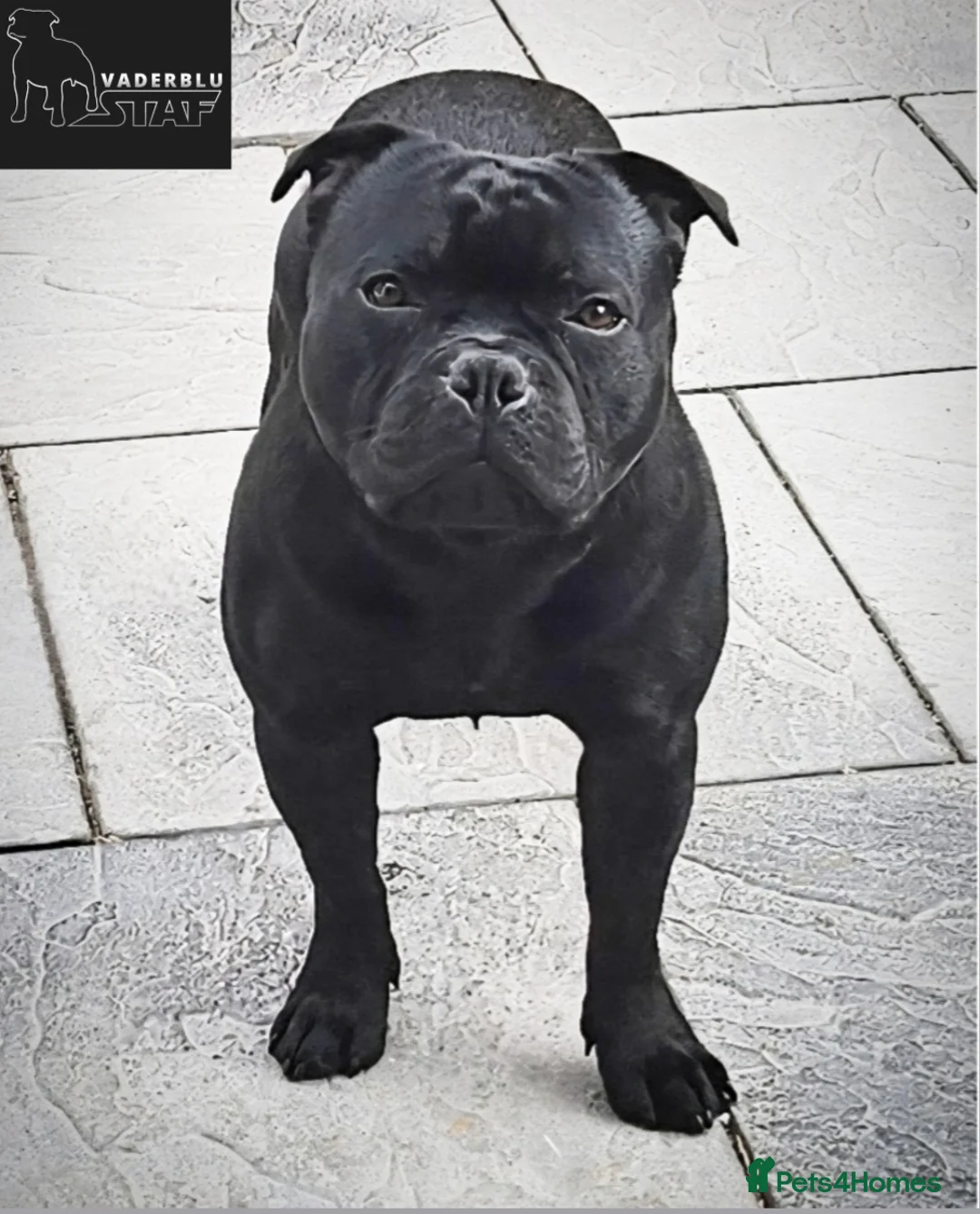 Staffordshire Bull Terrier dogs for stud: The one & only 'Mr T' Champ Sired - Advert 8