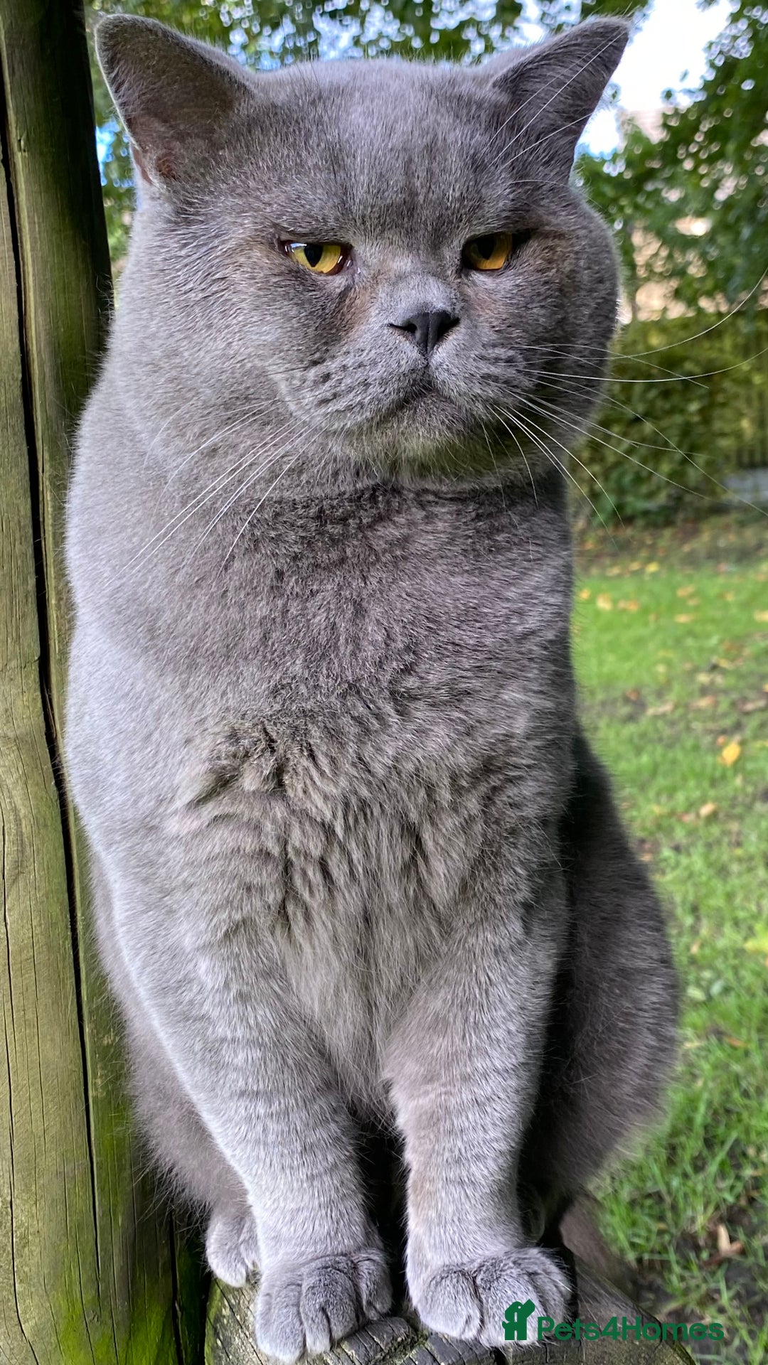 British Shorthair cats for stud: Meet Leo, Active Registered GCCF BHS Stud in Clitheroe - Advert 9