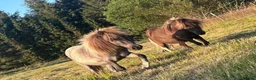 Miniature horses for sale: Miniature shetland yearling colt. - Advert 4