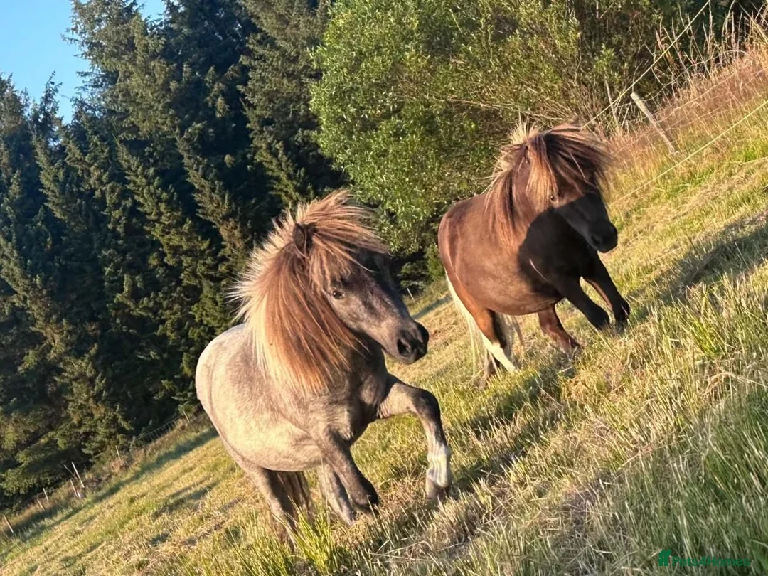 Miniature horses for sale: Miniature shetland yearling colt. - Advert 4