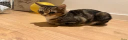 Mixed Breed cats for sale: Tabby cat temu - Advert 4