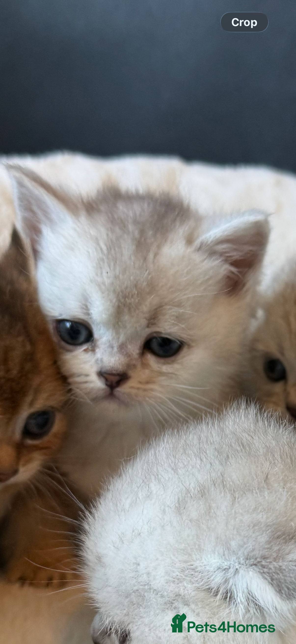 Scottish Fold cats Scotish Fold / Scotish straight - Advert 12