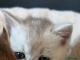 Scottish Fold cats Scotish Fold / Scotish straight - Advert 12