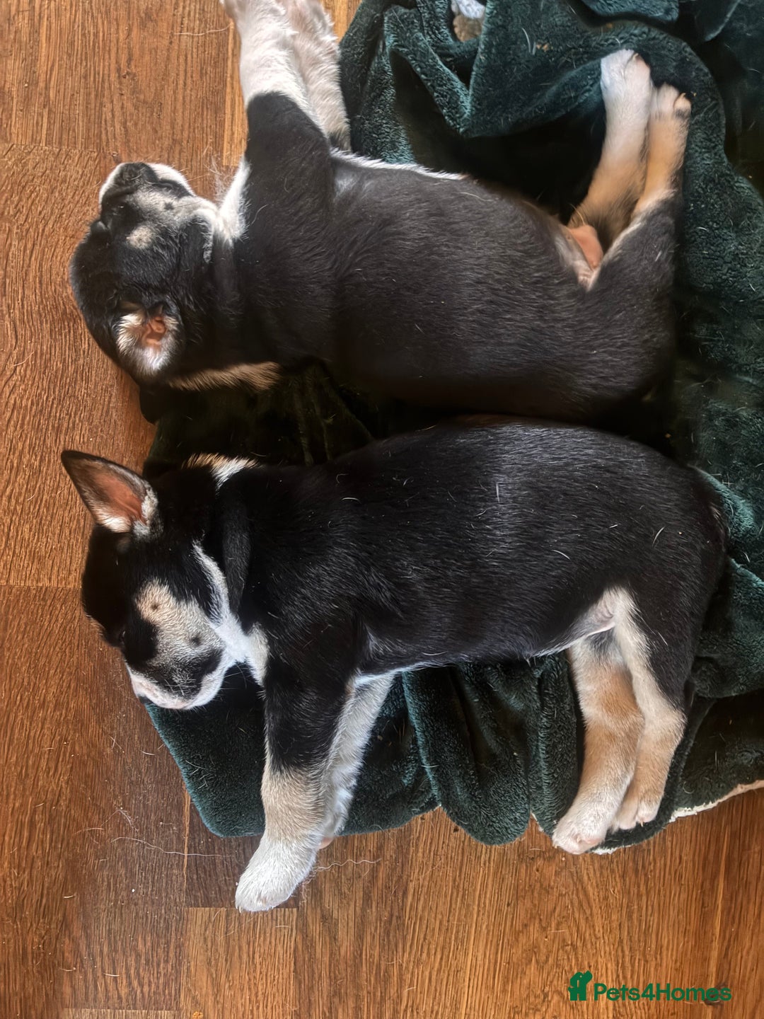 Mixed Breed dogs for sale: Bullimute rare breed ready now  - Advert 8