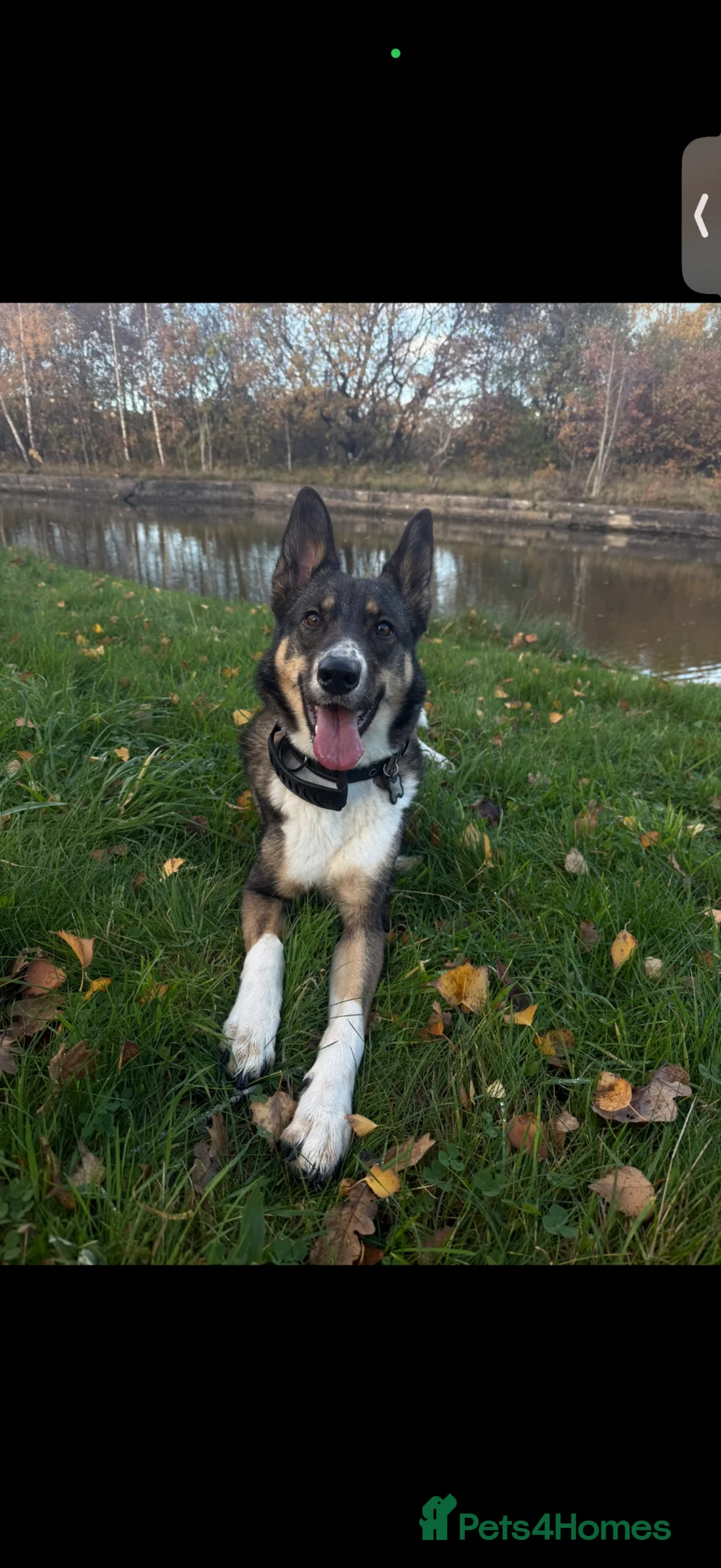 Mixed Breed dogs for sale: Female German shephard x husky age 2 - Advert 2