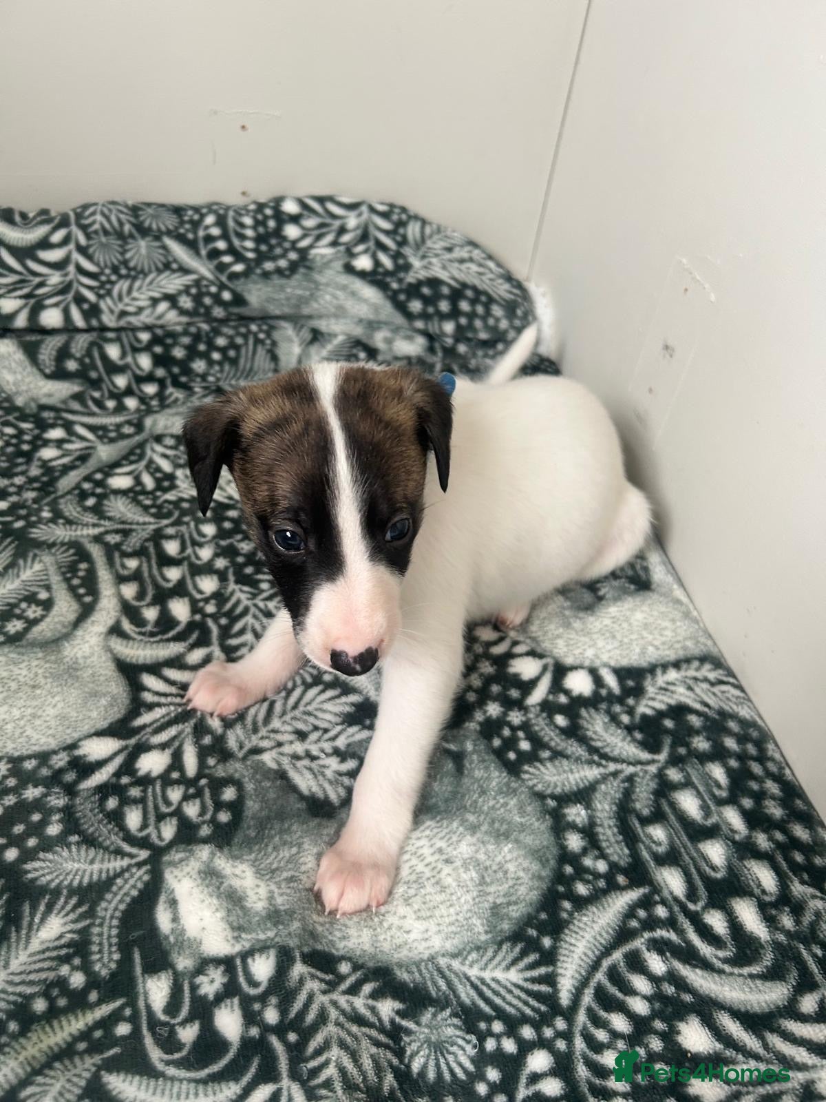 Whippet dogs Stunning pedigree whippet puppies  - Advert 1
