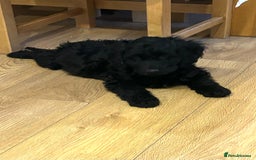 Cockapoo dogs for sale: Beautiful miniature Teddybear Cockapoo  puppies  - Image 40