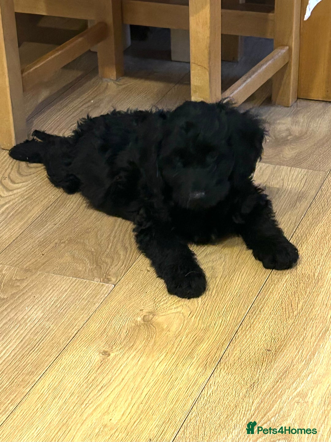 Cockapoo dogs for sale: Beautiful miniature Teddybear Cockapoo  puppies  - Image 40