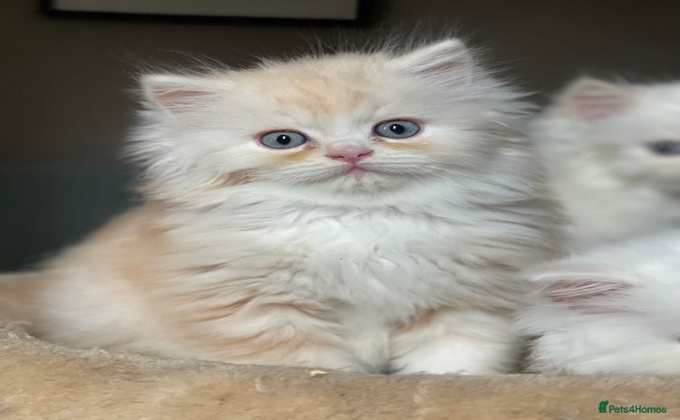 Persian cats - Advert 10