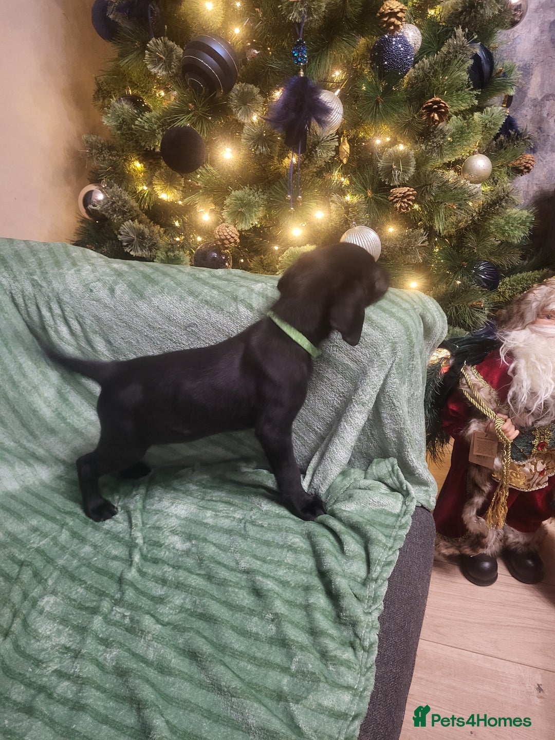 Labrador Retriever dogs for sale: KC registered labrador puppies - Advert 19