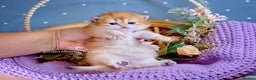 British Longhair cats for sale: Golden British Longhair Kitten - Advert 2