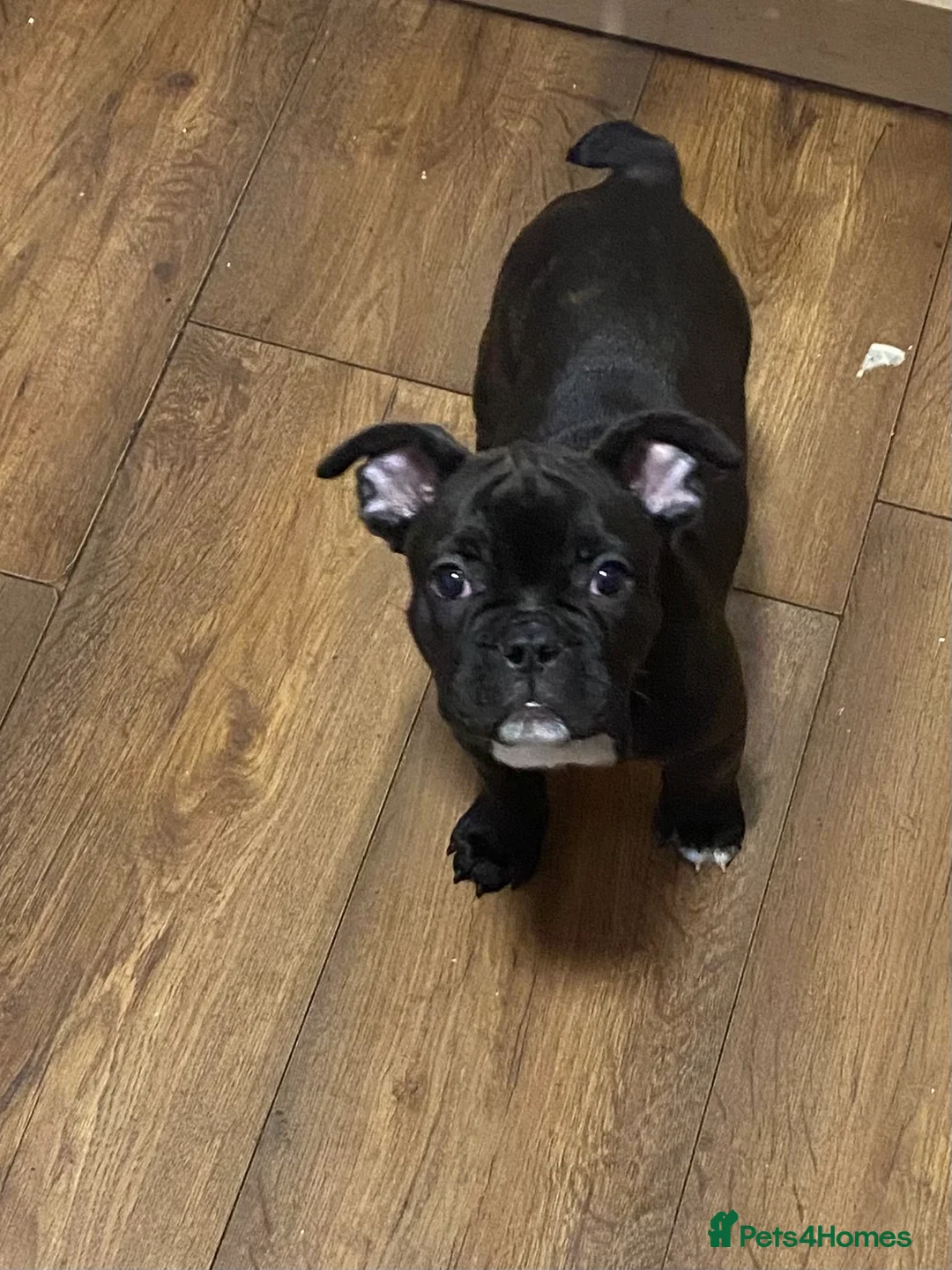 French Bulldog dogs for sale: French bulldog puppy  - Advert 1