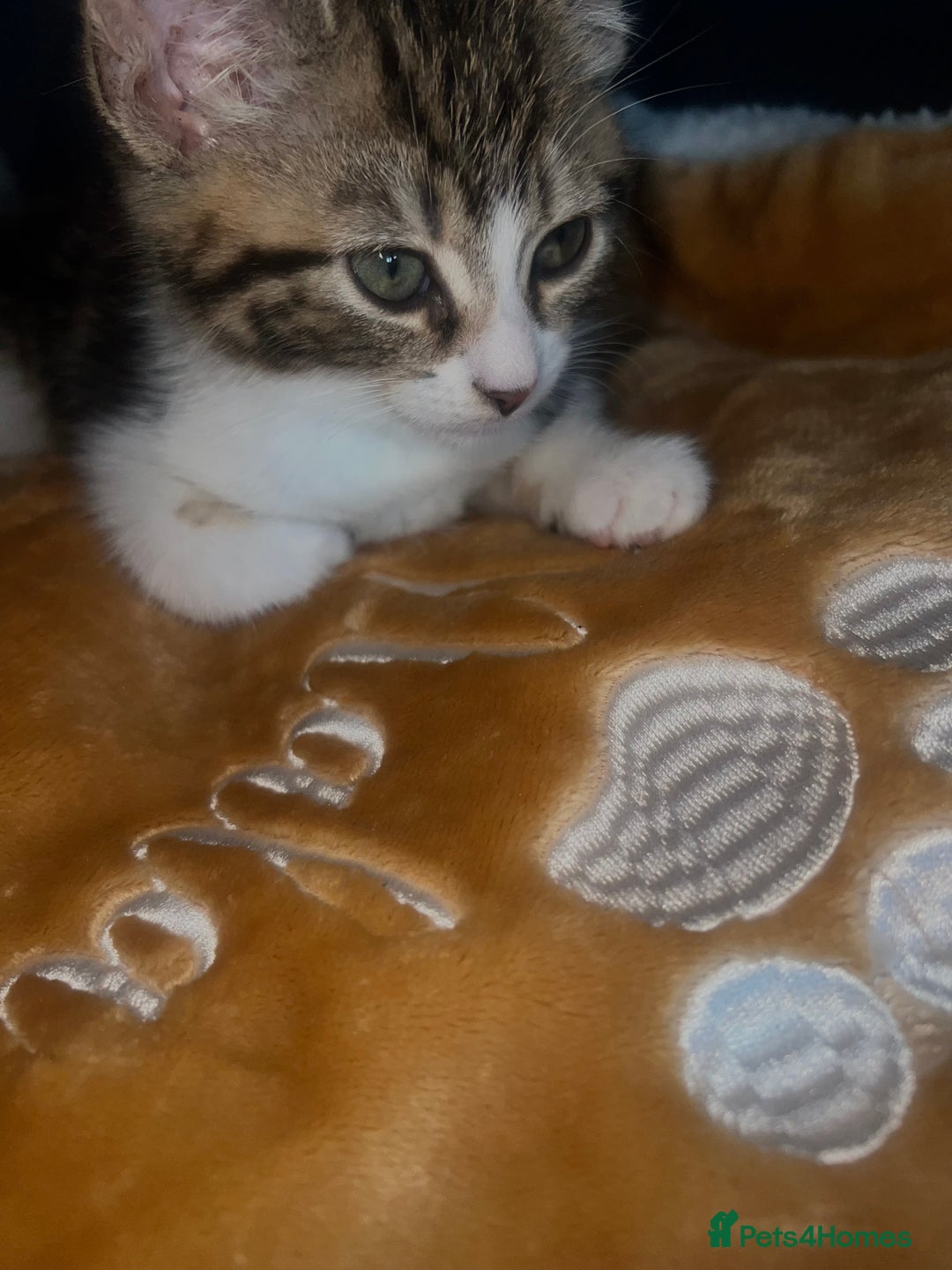 Bengal cats for sale: Bengal Kitten for Sale  - Advert 3