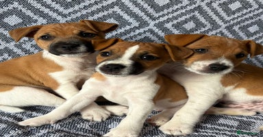 Mixed Breed dogs - Advert 10