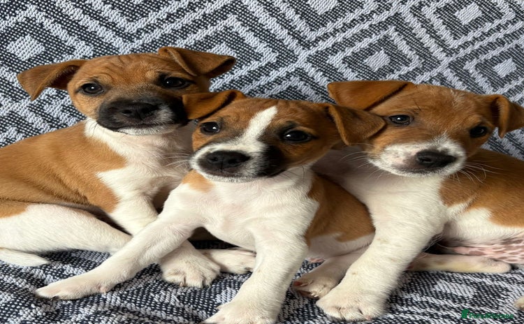 Mixed Breed dogs - Advert 1