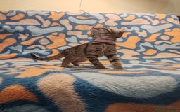 Bengal cats for sale: Bengal mix kittens for sale - Image 17