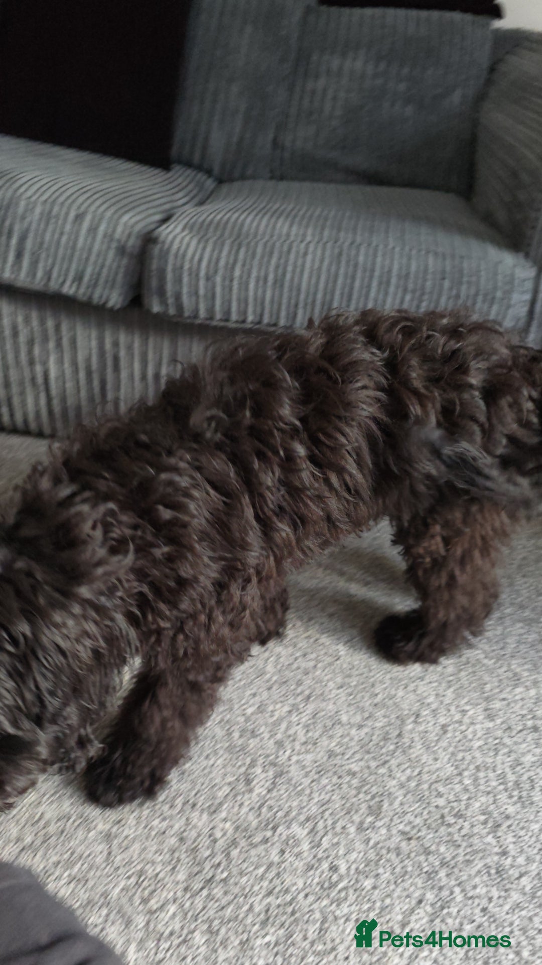 Cockapoo dogs for sale: 5 Month Old CockerPoo - Advert 2