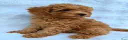 Toy Poodle dogs for sale: Red Toy Poodle MALES - Advert 17