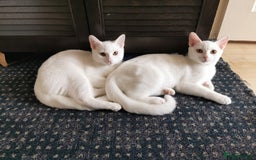 Mixed Breed cats for sale: Ready for new family  - Image 1