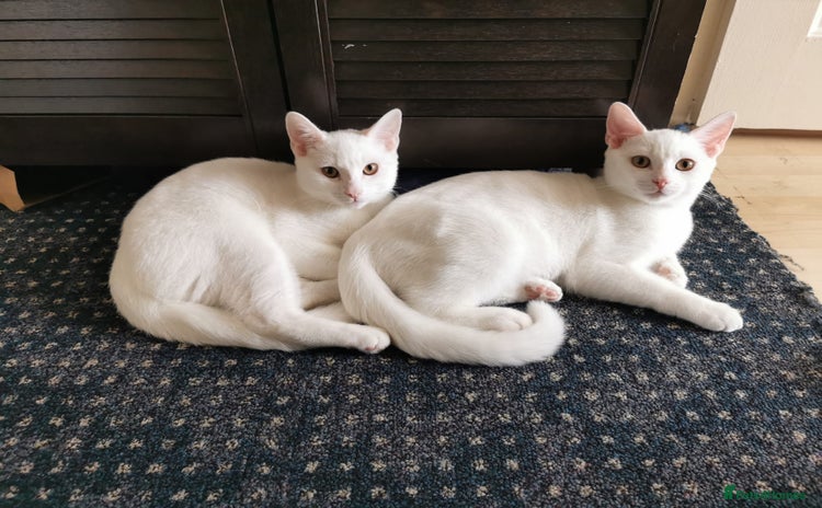 Mixed Breed cats - Advert 1