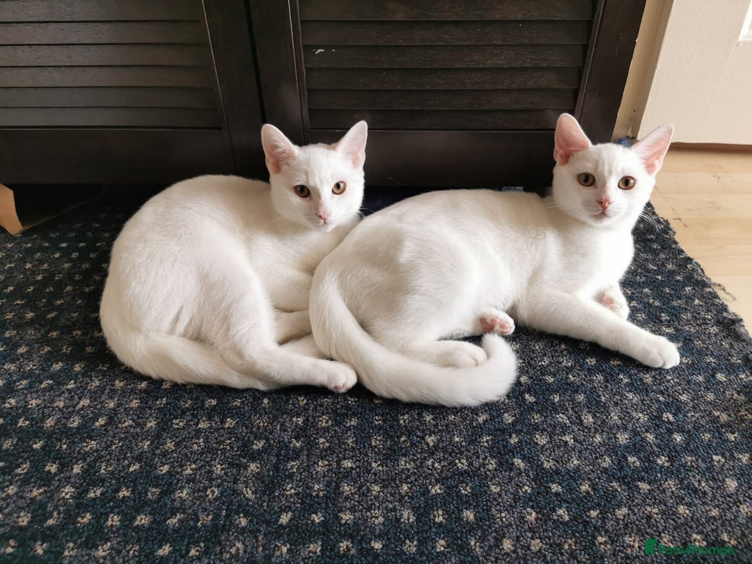 Mixed Breed cats for sale: Ready for new family  - Image 1