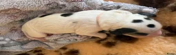 Cocker Spaniel dogs for sale: Gorgeous KC babes from full health checked parents - Advert 6