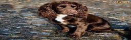 Cocker Spaniel dogs for stud: working cocker for stud - proven - Health tested.  in Plymouth - Advert 4