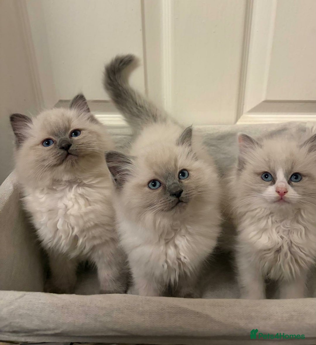 Ragdoll cats for sale: 3 GORGEOUS RAGDOLL BOY KITTENS READY NOW - Advert 11