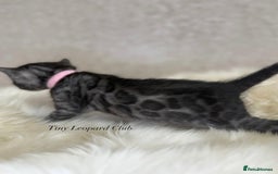 Bengal cats for sale: International Championship, Full Pedigree Bengals - Image 6