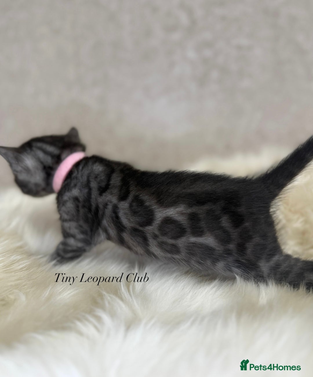 Bengal cats for sale: International Championship, Full Pedigree Bengals - Image 6