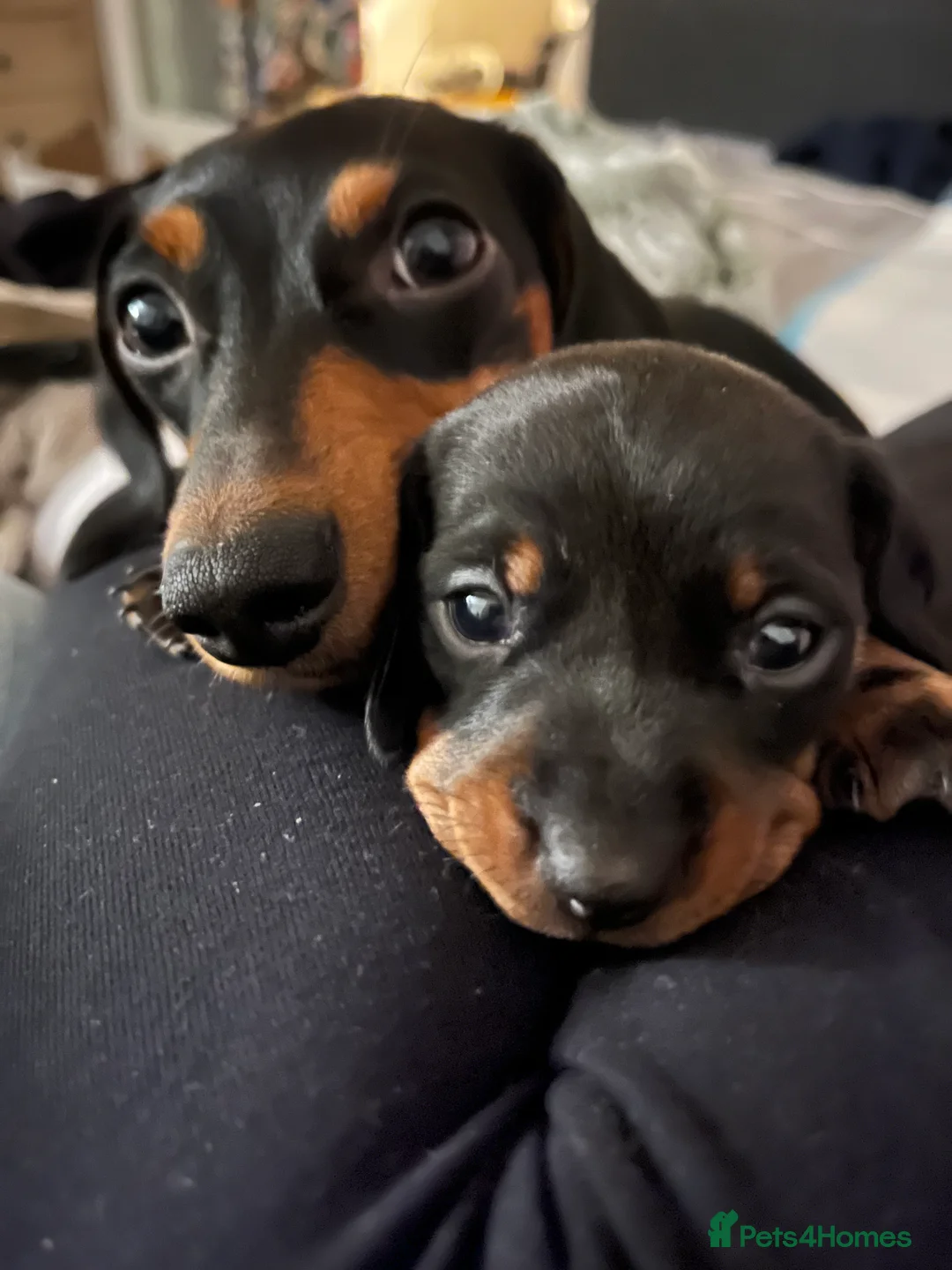 Dachshund dogs for sale: 🐾 Beautiful Dachshund Puppies Available 🐾 - Advert 2