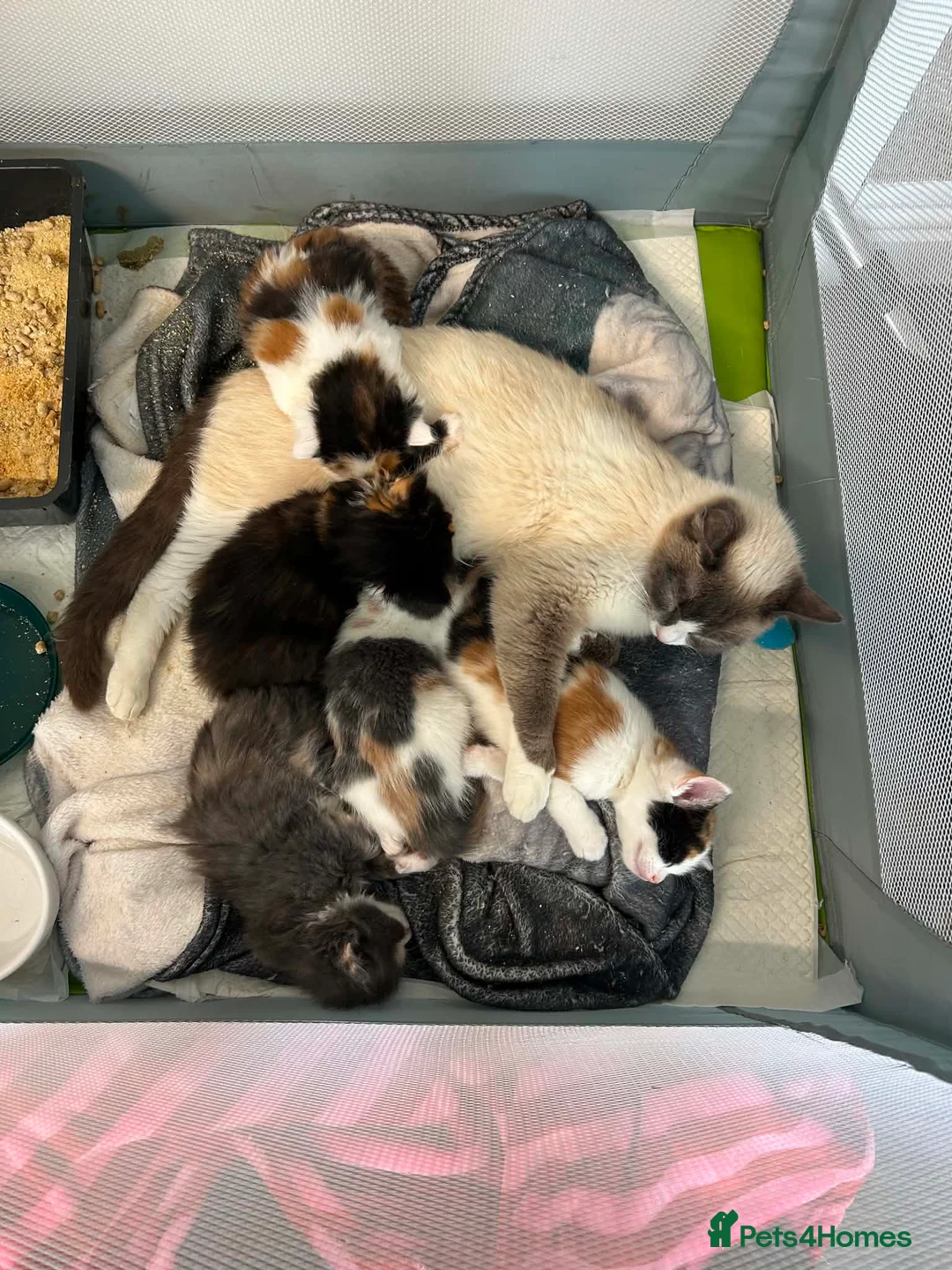 Ragcoon cats for sale: Ragcoon  in Middlewich - Advert 1