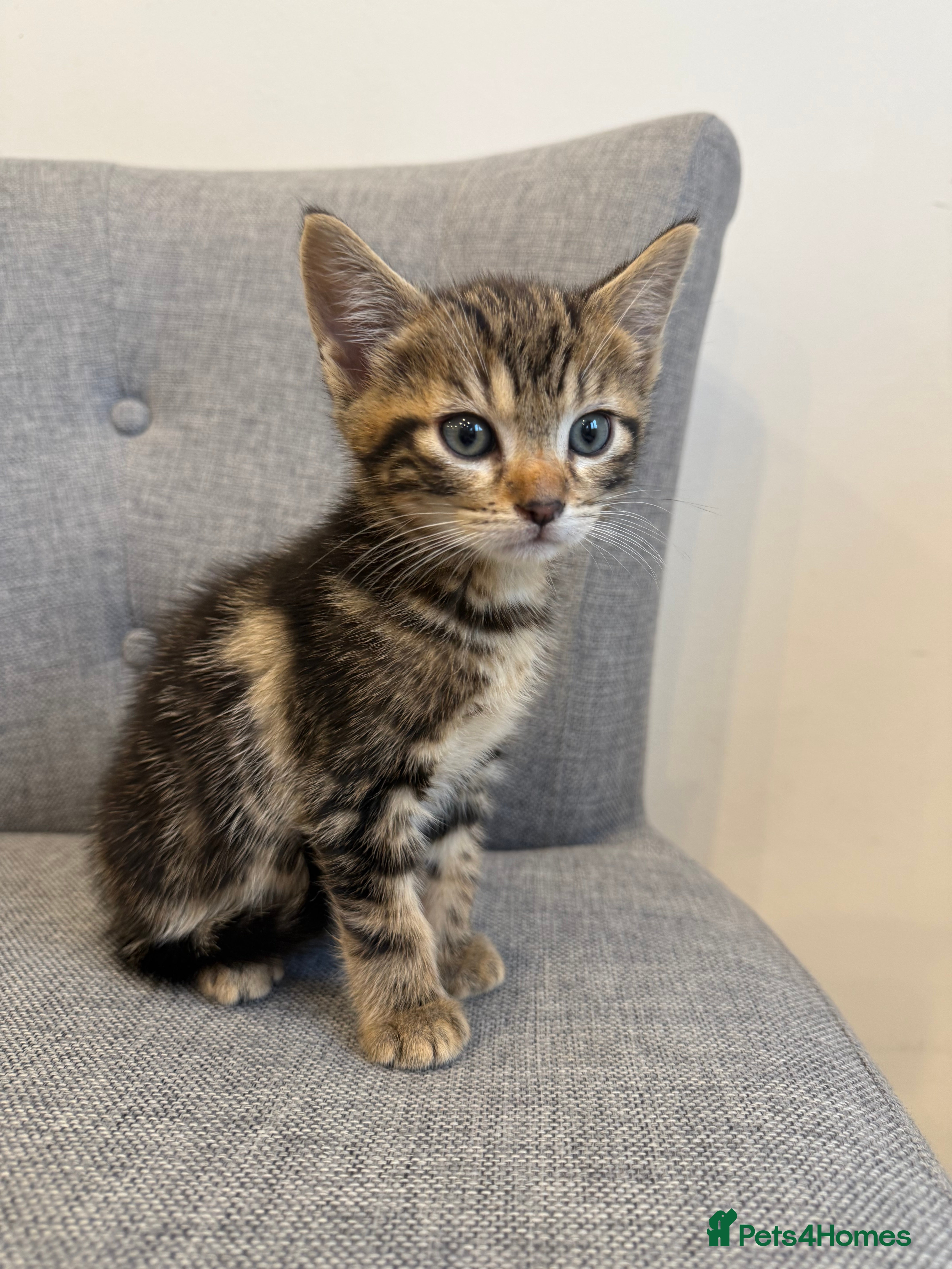 Mixed Breed cats Playful kittens 🐱 🩷 - Advert 13