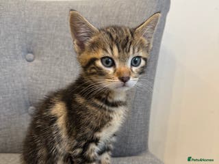 Mixed Breed cats Playful kittens 🐱 🩷 - Advert 6