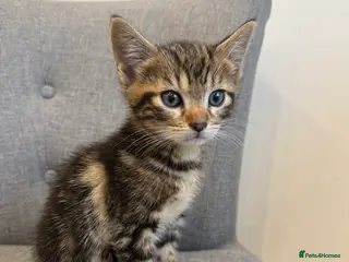 Mixed Breed cats Playful kittens 🐱 🩷 - Advert 9