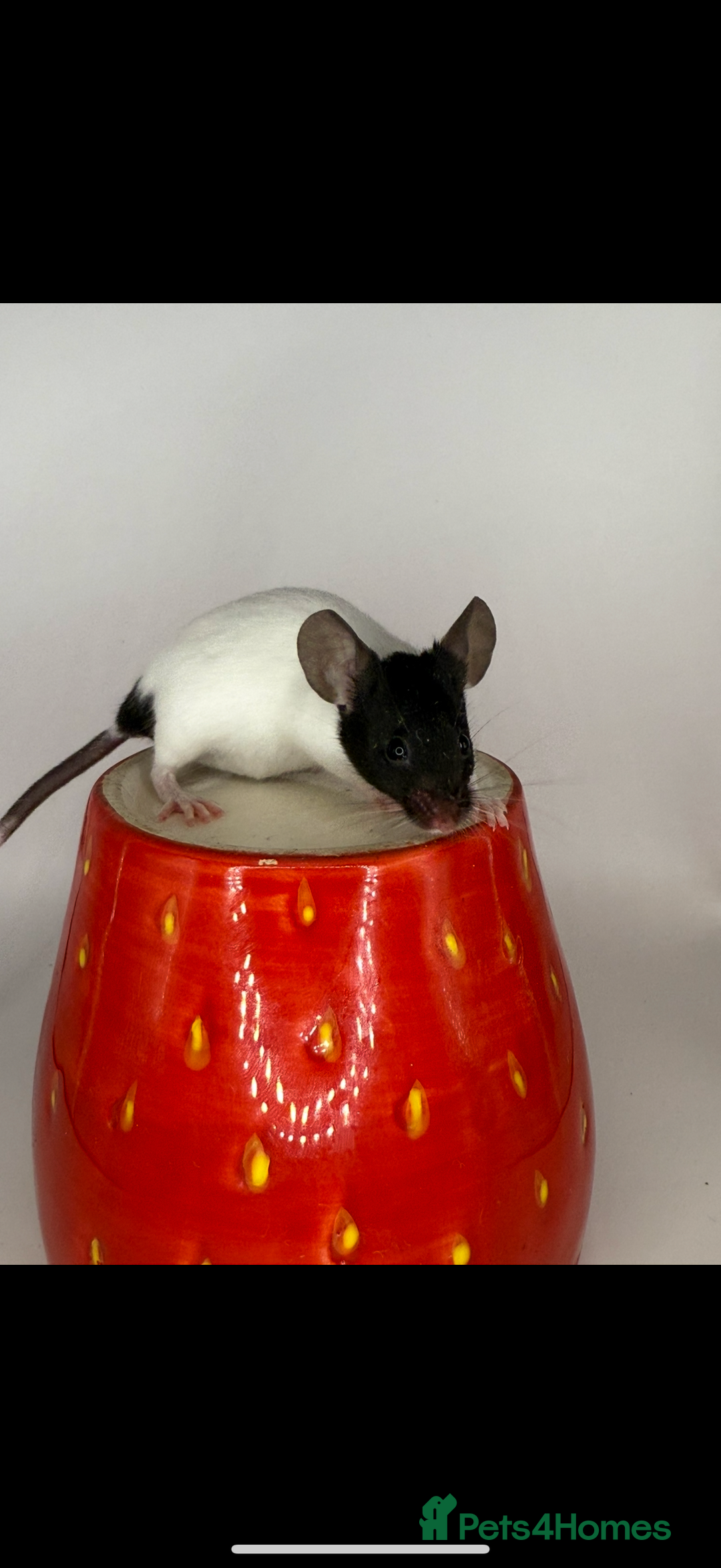 Mouse rodents for sale: Fancy mice 2 black males 6 females - Advert 7