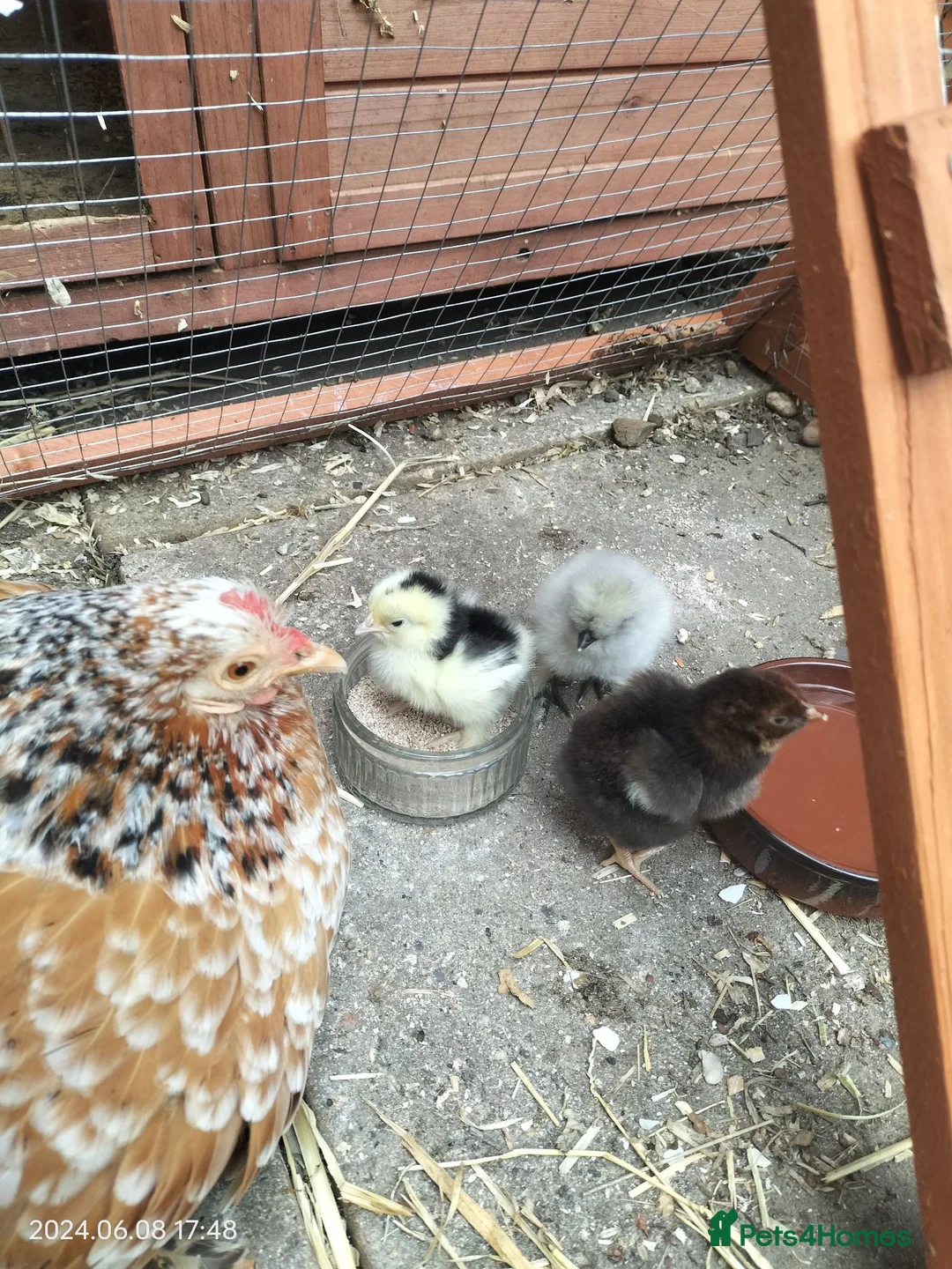 Chickens poultry for sale: NEW COOP INCLUDED! PURE PEKIN BANTAMS GOOD LAYERS - Advert 1