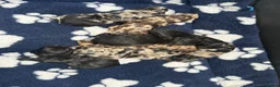 Cockapoo dogs for sale: F1 Cockapoo pups - Advert 1