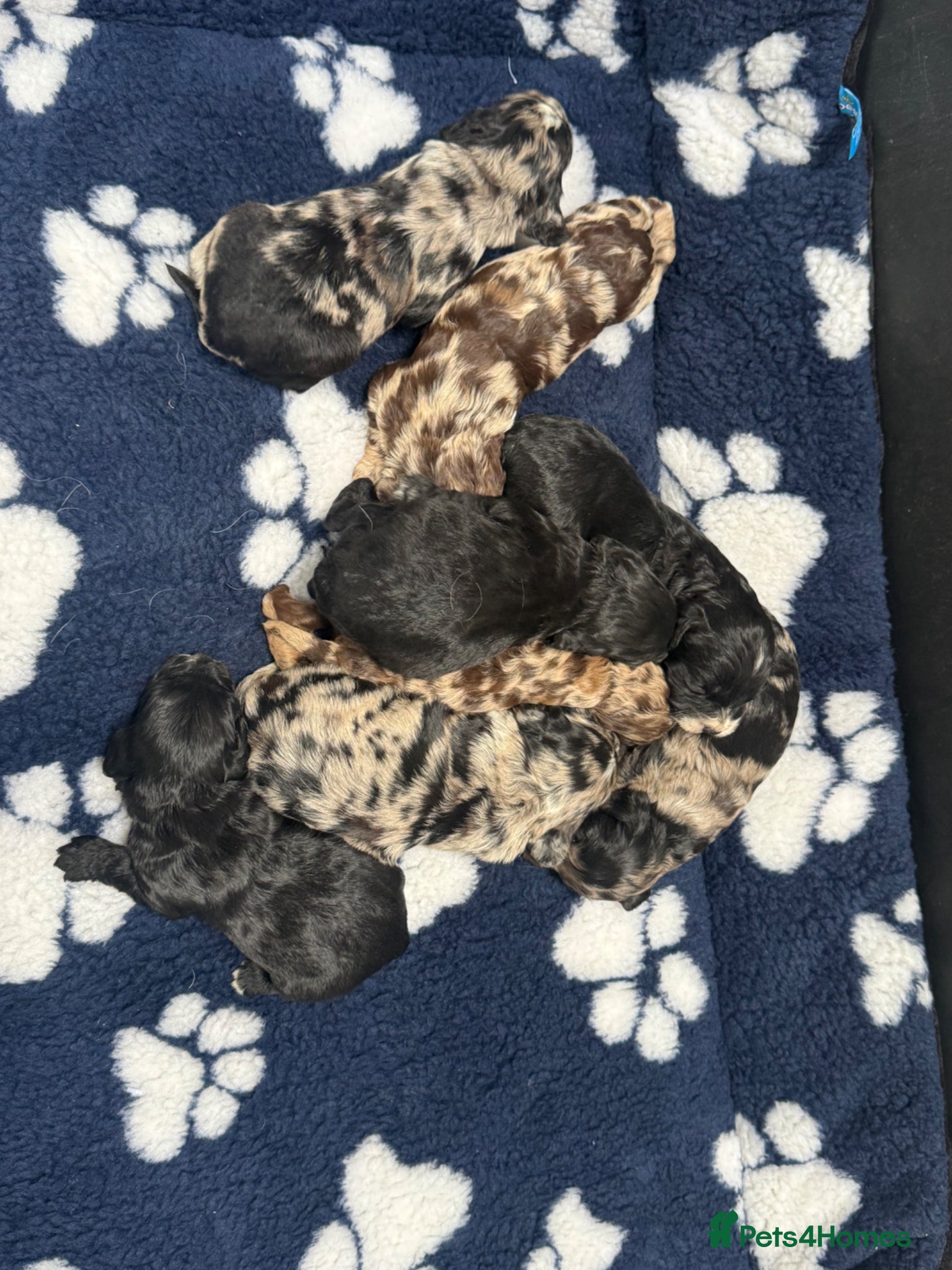 Cockapoo dogs F1 Cockapoo pups - Advert 6