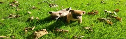 Mixed Breed dogs for sale: Gorgeous little pug mix puppies in Dungannon - Advert 17