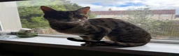 Bengal cats for adoption: Playful Sister Kitties - Advert 4