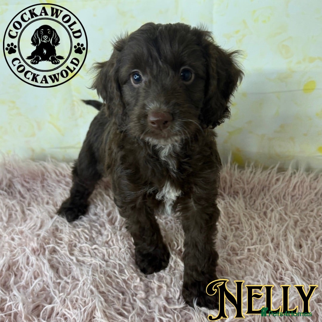 Cockapoo dogs 💖 Exceptional F1 Cockapoo Puppies 💖  - Advert 2