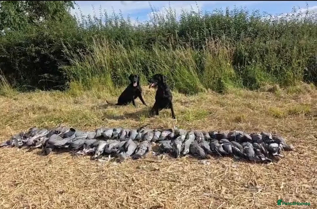 Labrador Retriever dogs for sale: Stunning KC Black and Red Labrador Puppies  - Advert 11