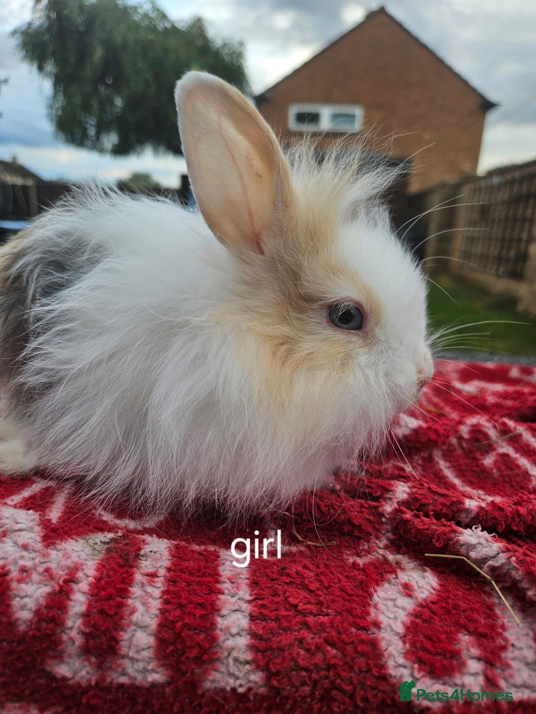 Lionhead rabbits for sale: Beautiful baby lion head bunnies  - Image 2