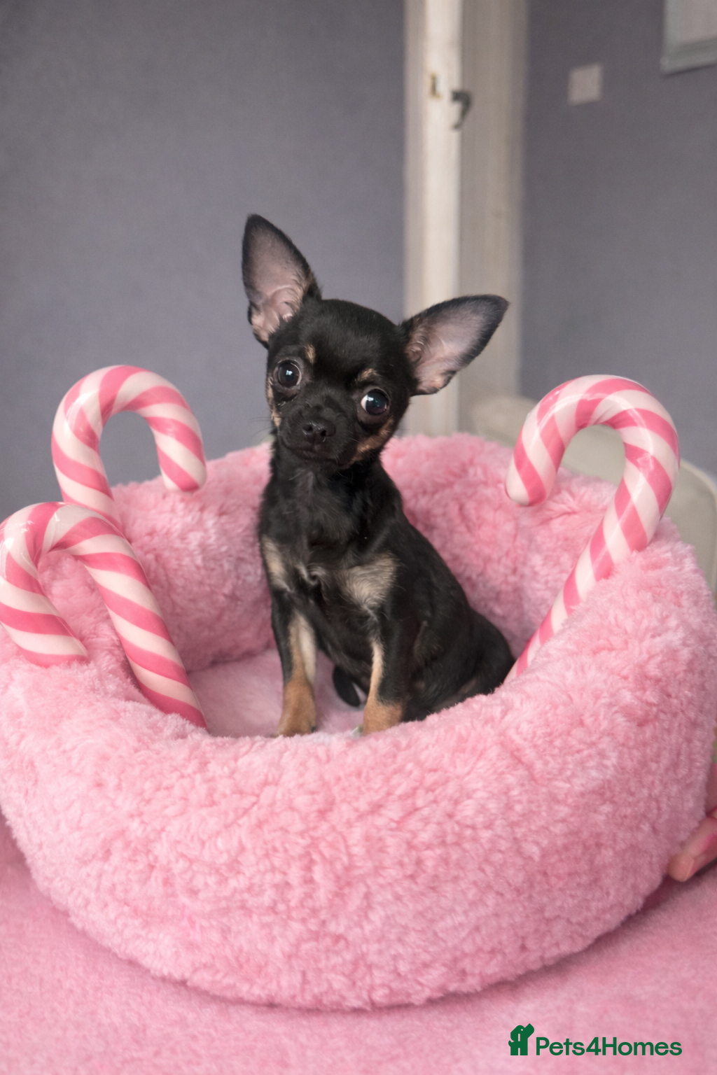 Chihuahua dogs Stunning Black and Tan smoothcoat female  - Advert 13