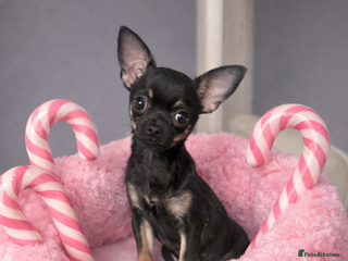 Chihuahua dogs Stunning Black and Tan smoothcoat female - Advert 13